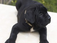 Irk Ve Sağlık Garantili Şecere Belgeli Cane Corso