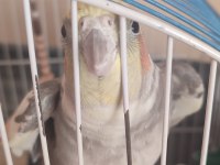 2 Yaşında Erkek Sultan Papağanı Acil