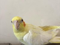 Dişi Sultan Papağanı Ve Kafesi