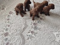 Toy Poodle Bebişler