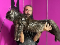 Safkan Maine Coon Smoke Yavrular