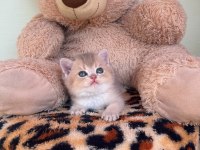 Safkan British Shorthair Golden Point Yavrular