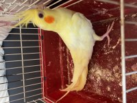 Yavru Sultan Papağanları