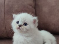 Ayi Surat British Shorthair Yavrular