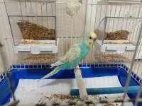 Evcil Ve Alışkındır Çocuklu Aileler Ve Üreticiler İçin On Numara Fiyat