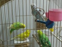 5 adet muhabbet kuşu 2 takım var bir adet tek dişi var