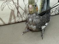 Yavru Ev Beslemesi Sultan Papağanları