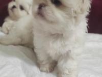 2 Aylık Pekingese Yavrular