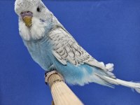 Yeni yeme düşen spungle jumbo muhabbet kuşu yavrular