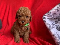 Safkan Toy Poodle Köpek Yavruları