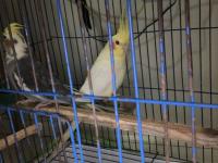 Çift Sultan Papağanımız