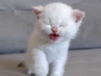 Muhteşem Kan Hattına Sahip British Shorthair Bebeklerim