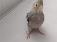 Erkek Yavru Sultan Papağanı 3 Aylık Ele Alışık Evcil Papağanımız