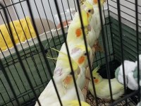 Yeme düşmek üzere el besleme yavru sultan