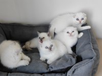 British shorthair yavruları