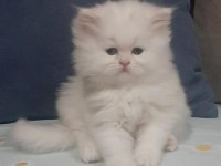 Özel Safkan Irk Chinchilla