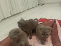 British Kedi Ve Scottish Kediler