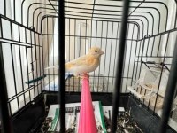 Erkek Al Mozaik Kanarya (2025)