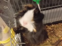 5 Aylık Dişi Ginepig