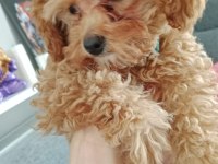 3 Aylık Toy Poodle