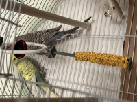 Çift muhabbet kuşumuz