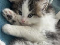 1.5 Aylık British Longhair Melek Gibi Yavru