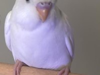 3 aylık erkek muhabbet kuşu