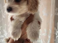 52 Günlük Köpeklerimiz