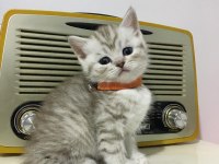 British Longhair Golden Ve Red Point Yavrularımız