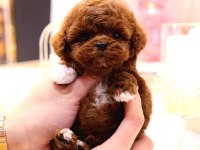 Toy Poodle Köpeği Yavrular