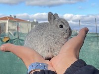 Mükemmel kalite cüce tavşan