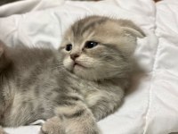 British Ve Scottish Shorthair Kediler
