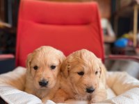 Burkem Çiftliğimizden A Kalite Golden Retriever