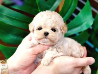 Birbirinden güzel toy poodle yavrularım