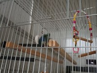 Sevda Cennet Papağanı