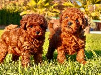 Poodle Çiftliğinden Toy Poodle Yavrularımız