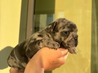 Çok Özel Lilac Tan Merle Ve Blue French Bulldog Yavrularımız