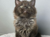 Safkan Maine Coon 03.03.2025 Doğumlu