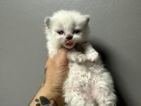 Safkan British Shorthair Bebeklerim