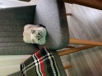 3 Aylık Scottish Fold