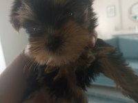 35 günlük erkek/dişi şecereli yorkshire terrier bebekler