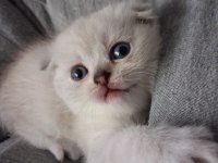 Scottish fold kızım gen gereği kesinlikle koku bırakmaz