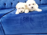 Minyatür Maltese Minnaklarım