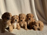 Ev Doğumlu Teacup Boy Maltipoo Yavrular