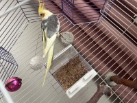 Sultan Papağanı Çift