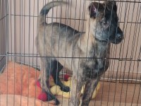 Dişi Belçika Kurdu (Malinois) Yavrumuz