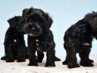 Siyah Schnauzer Yavru