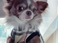 6 yaşında şecereli erkek chihuahua