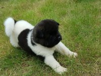 Amerikan Akita Yavru Köpekler