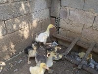 30 Günlük Amerikan Ördeği